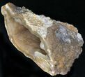 Agatized Fossil Coral Geode - Florida #22427-1